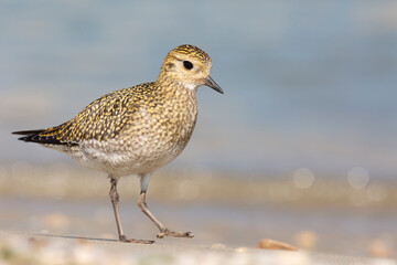 Obraz premium The European golden plover (Pluvialis apricaria), winter plumage, Italy. 