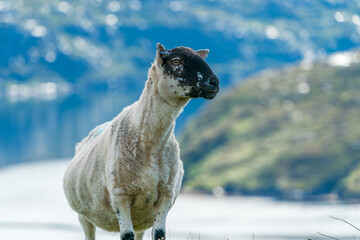  Scottish sheep on the Isle of Lewis and Harris, Scotland