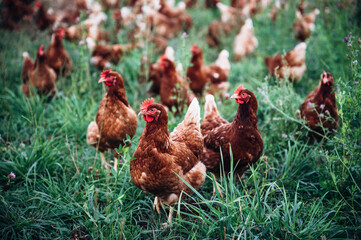 Hühner auf einer grünen Wiese. Selektive Schärfe. Im Hintergrund mehrere Hühner unscharf	
