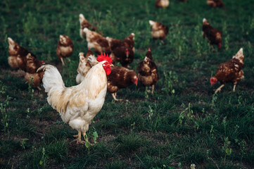 schöner weißer Hahn und Hühner auf einer grünen Wiese. Selektive Schärfe. Im Hintergrund mehrere Hühner unscharf	