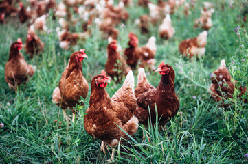 Hühner auf einer grünen Wiese. Selektive Schärfe. Im Hintergrund mehrere Hühner unscharf	