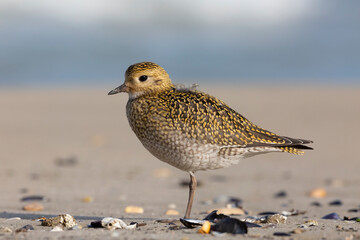 The European golden plover (Pluvialis apricaria), winter plumage, Italy. 