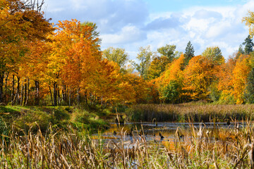 Fototapeta premium Fall colors in rich yellow and orange surround a pond in the Snoqualmie Valley