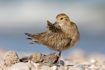 The European golden plover (Pluvialis apricaria), winter plumage, Italy. 