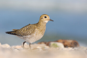 Obraz premium The European golden plover (Pluvialis apricaria), winter plumage, Italy. 