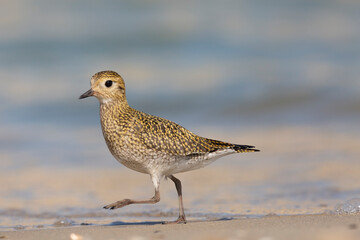 The European golden plover (Pluvialis apricaria), winter plumage, Italy. 