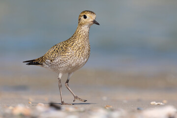 The European golden plover (Pluvialis apricaria), winter plumage, Italy. 