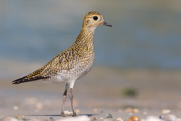 The European golden plover (Pluvialis apricaria), winter plumage, Italy. 