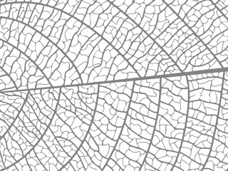 Vector illustration of leaves. Patterns of skeletal leaf cells, foliage branches, leaf veins for creative banner design.