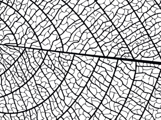 Vector illustration of leaves. Patterns of skeletal leaf cells, foliage branches, leaf veins for creative banner design.