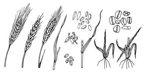 Wheat. Set of rye, wheat, triticale, flakes, sprouted grain, leaf, seeds, plant, roots. Hand drawn ink black vector illustration on white background.