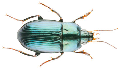 Amara ovata is a species of ground beetle in the family Carabidae, commonly called the sun beetles....