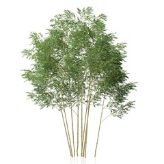 3d rendering of an ornamental bamboo