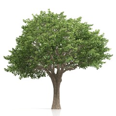 3d rendering of a tree