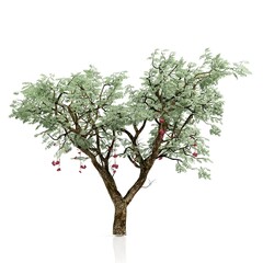 3d rendering of a tree