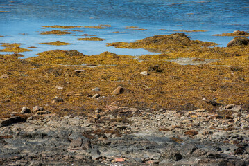 like a pilgrim doing the camino portugues to Santiago of Compostela