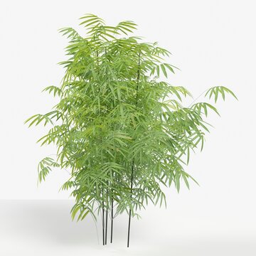 3d Rendering Of An Ornamental Bamboo