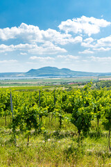 Fototapeta premium Palava with vineyards near Popice,South Moravia, Czech Republic