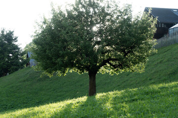 Grindelwald is a municipality in the Interlaken-Oberhasli administrative district in the canton of Bern in Switzerland.