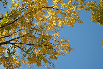 autumn leaves against blue sky