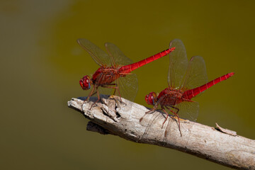 Red Dragonfly