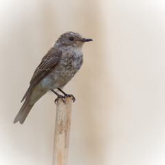 Flycatcher