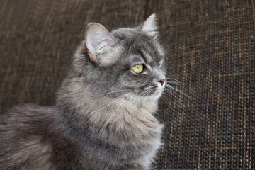 Little gray kitten close up