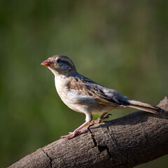 small bird on a log