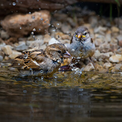 Pair of sparrows taking a bath