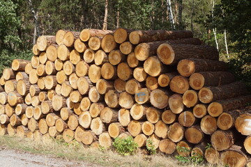 Holzst&auml;mme