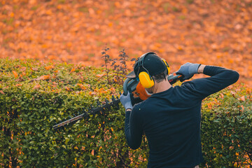 Unknown person or gardener is trimming a hedge in autumn setting. Taking care of bushes in the...