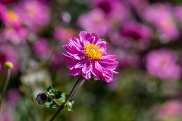 Obraz premium Anemone hupehensis praecox thimbleweed pink petal simplicity flowering plant, windflowers flowering plants in the garden