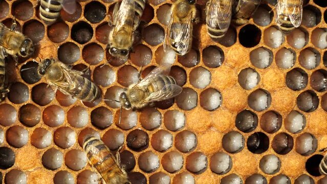The honeycombs contain the developing bee larvae.  The bees take care of them. They feed them, if necessary, warm or cool