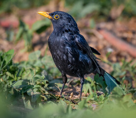 Blackbird