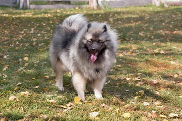 Cute wolfspitz puppy is standing on a green grass in the autumn park. Keeshond or german spitz. Pet...