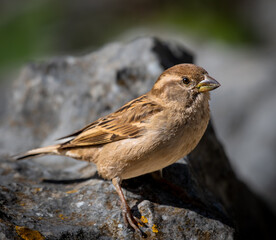 Sparrow