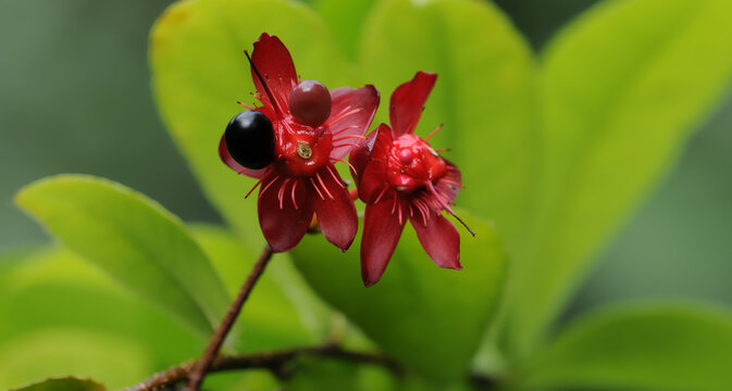 Flowers of carnival ochna bush (Ochna serrulata)