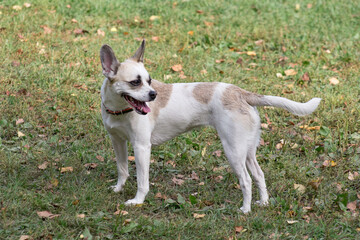 Cute multibred dog puppy is standing on a green grass in the autumn park. Pet animals. Purebred dog.
