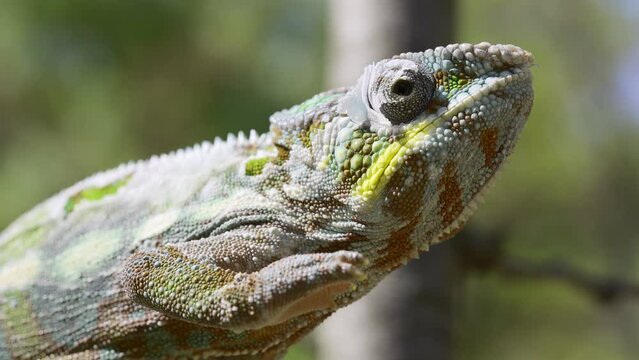 Close-up of Chameleon climbs a tree during molting. Panther chameleon (Furcifer pardalis)