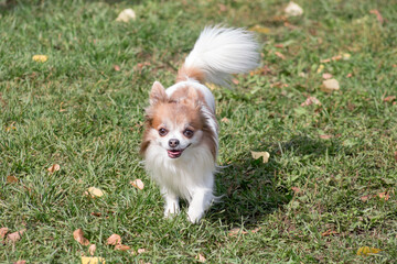 Cute long-haired chihuahua puppy is standing on a green grass in the summer park. Pet animals. Purebred dog.