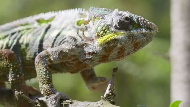 Closeup of Chameleon sits on a tree branch and looks around during molting. Panther chameleon (Furcifer pardalis).  