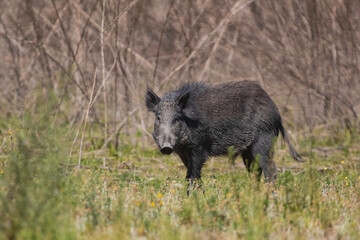 Wild boar foraging for food in a clearing