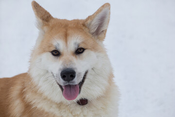 Akita inu puppy is looking at the camera in the winter park. Japanese akita or great japanese dog. Pet animals. Purebred dog.