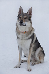 Cute czechoslovak wolfdog puppy is sitting on a white snow in the winter park. Pet animals. Purebred dog.