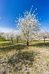 Fototapeta na wymiar flowering cherry orchard near Cejkovice, Southern Moravia, Czech Republic