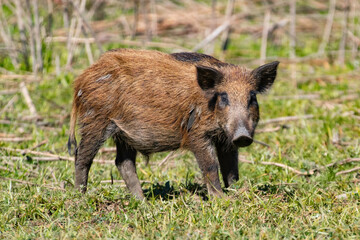 Wild boar foraging for food in a clearing