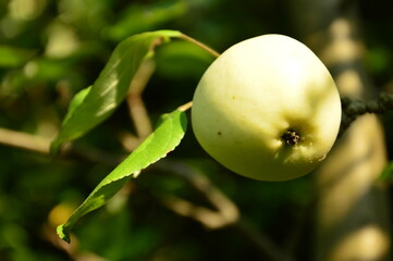 close up of an apple