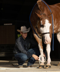 Paint horse Pulsed Electromagnetic Field therapy PEMF