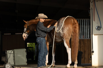 Paint horse Pulsed Electromagnetic Field therapy PEMF