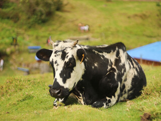 Vaca acostada en montaña